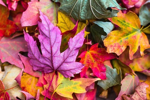 FoglieAutunno